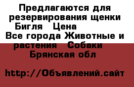 Предлагаются для резервирования щенки Бигля › Цена ­ 40 000 - Все города Животные и растения » Собаки   . Брянская обл.